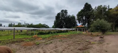 Imagen 1 de VENTA FINCA RIVADAVIA MENDOZA